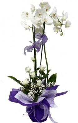 2 dall beyaz orkide 9 adet beyaz gl Ankara ieki maazas