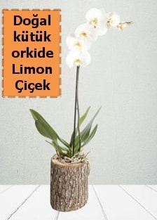 Doğal kütükte İthal tek dallı orkide Ankara çiçek gönderme