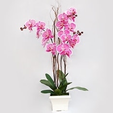 Ankara Balum ieki firma rnmz 4 dall orkide iei canl iekler