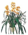 Ankara Ostim iek gnder en ok satlan rnmz 1 dal saks orkide iei i mekan ss bitkisi iei