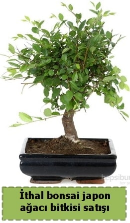 thal bonsai saks iei Japon aac sat Ankara iek gnderme